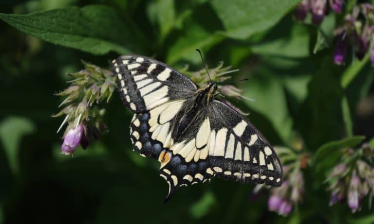 Schmetterling in Rogers Garten
