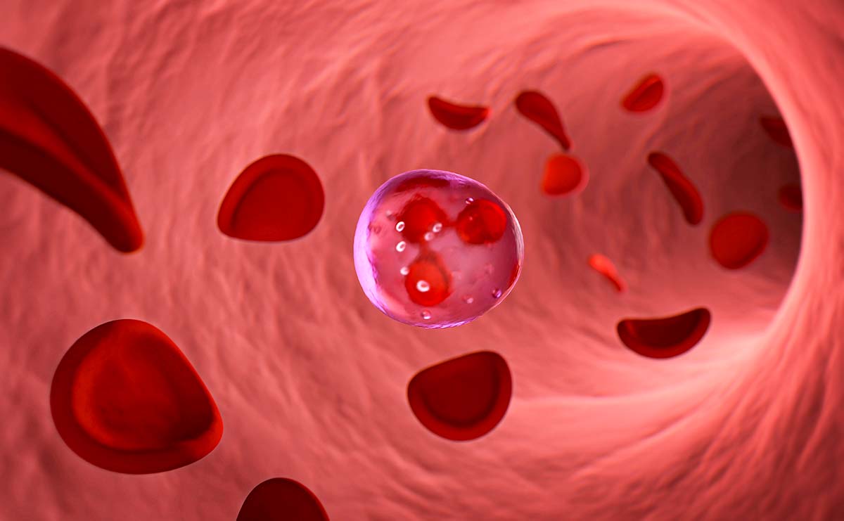 Immunzelle und rote Blutkörperchen