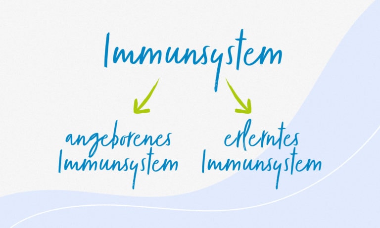 Einteilung des Immunsystems in angeborenes und erlerntes (Schriftzug)