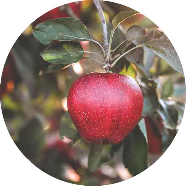 Knackiger Apfel