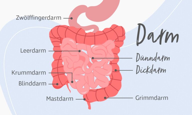 Wie Lang Ist Der Darm Bei Erwachsenen www.akademie-der-naturheilkunde.com