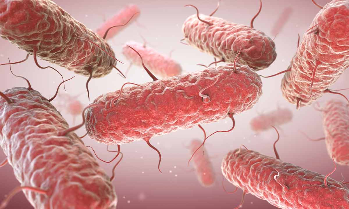 Bakterien im menschlichen Körper