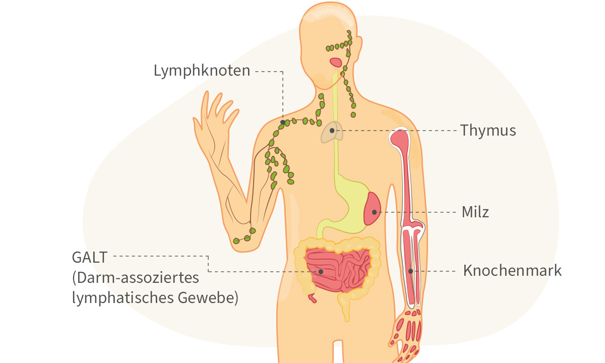 Organe des Immunsystems