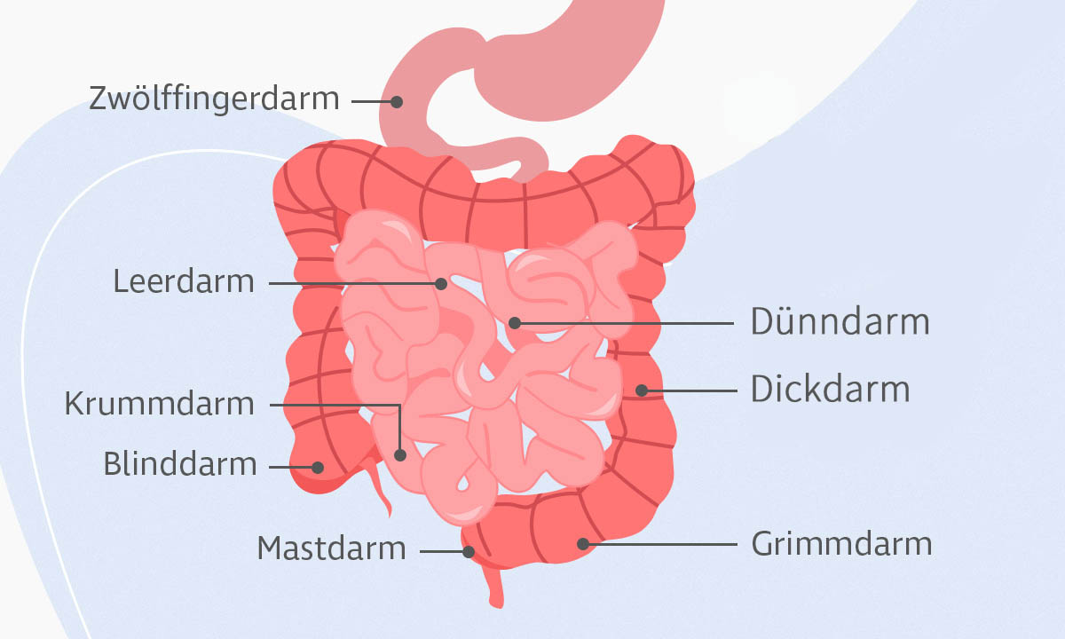 Die Anatomie des Darms