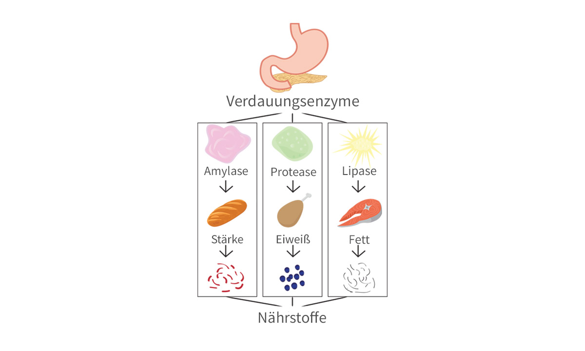 Abbildung der Verdauungsenzyme