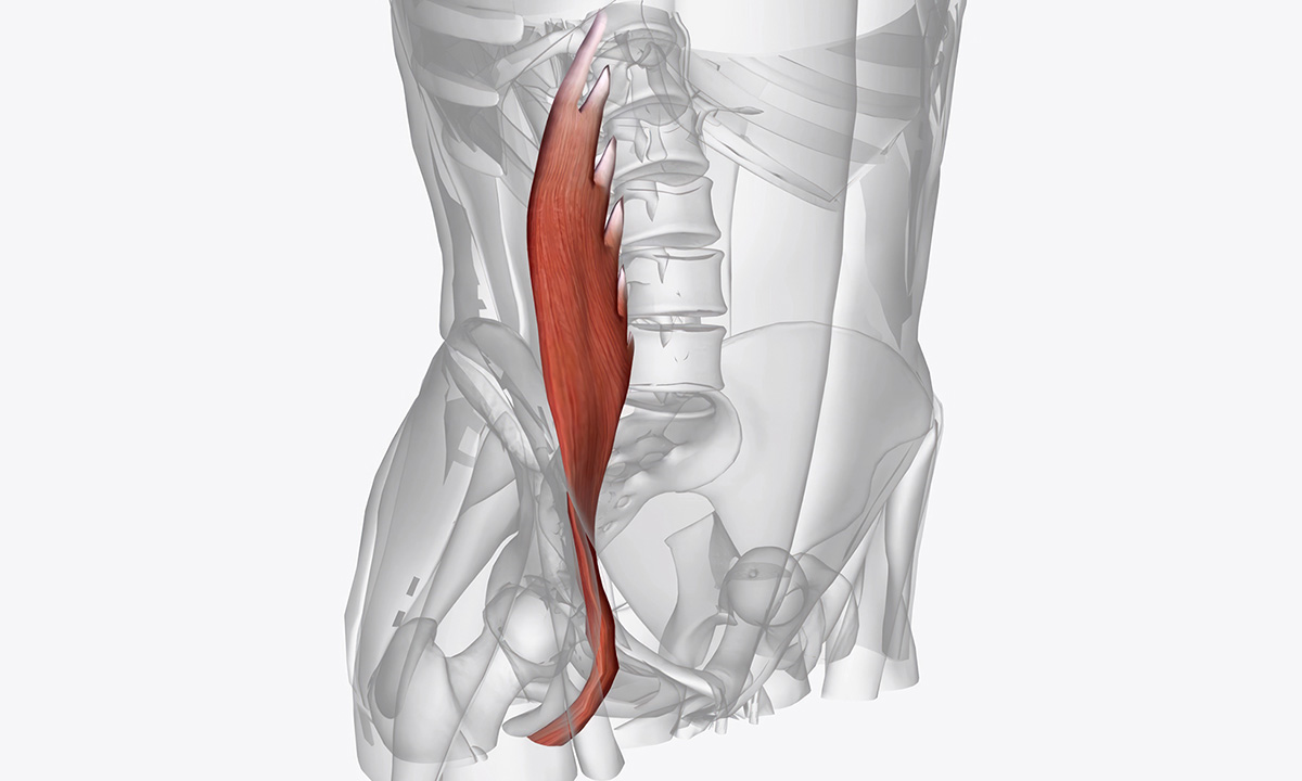 Psoas – ein Hüftmuskel