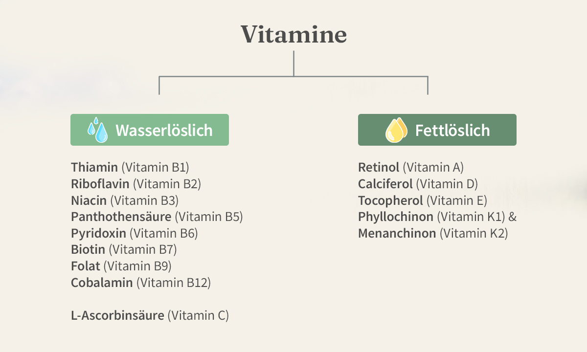 Grafische Darstellung zur Einteilung von Vitaminen in wasserlöslich und fettlöslich