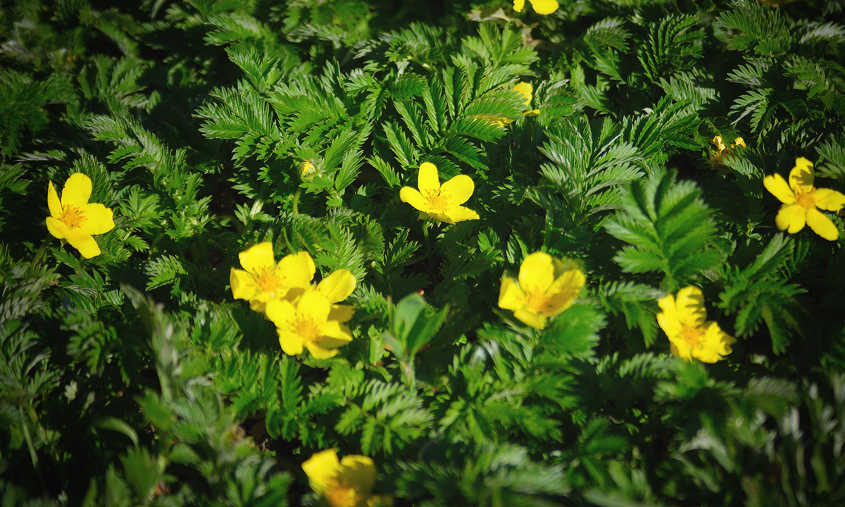 Gänsefingerkraut (Potentilla anserina)