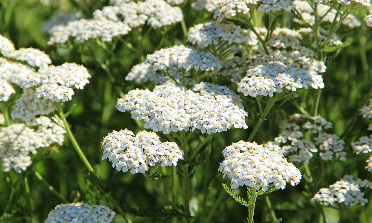 Schafgarbe (Achillea millefolium)