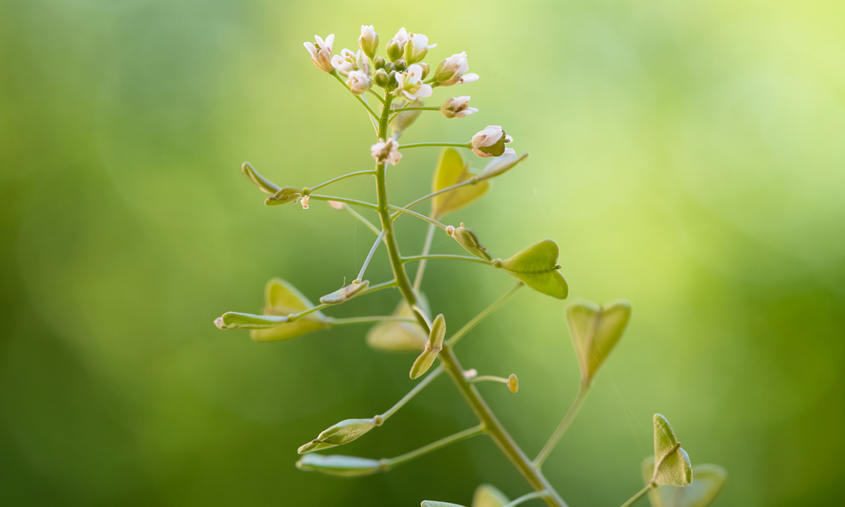 Hirtentäschel (Bursae pastoris)