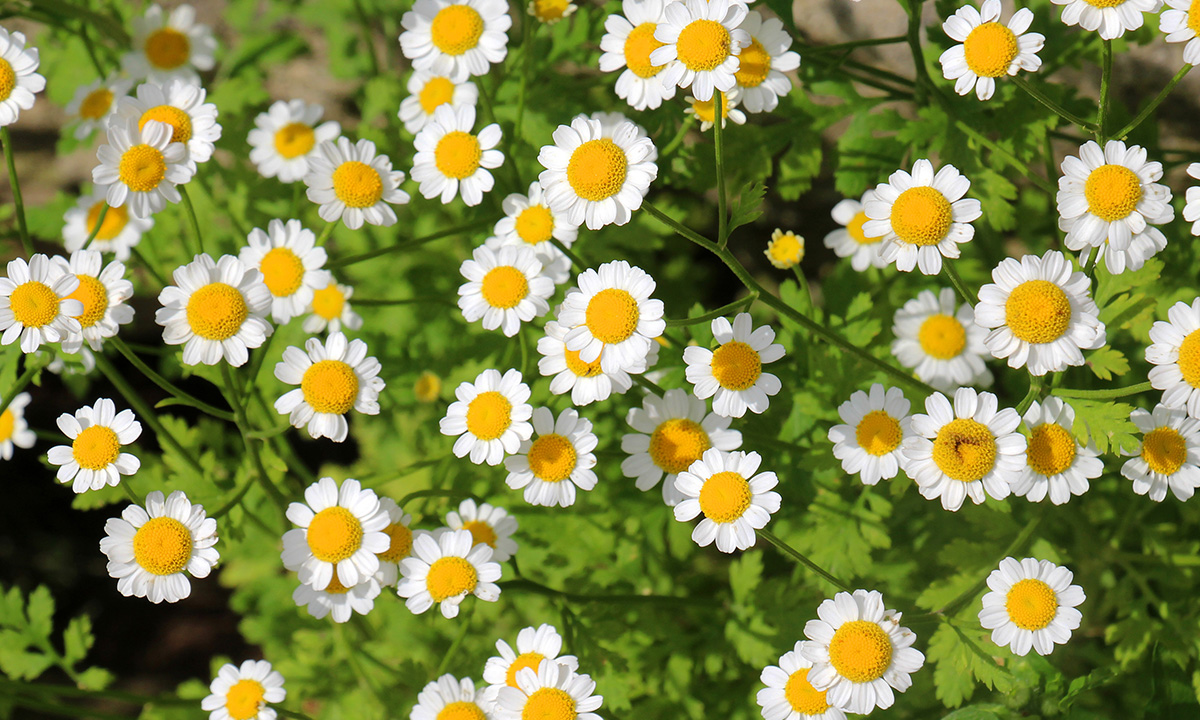 Mutterkraut (Tanacetum parthenium)