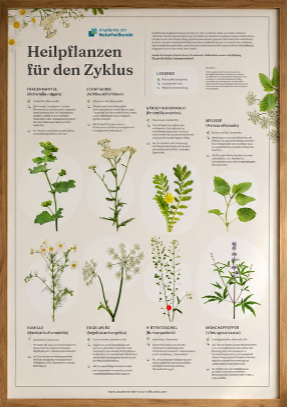 Poster Heilpflanzen für den Zyklus